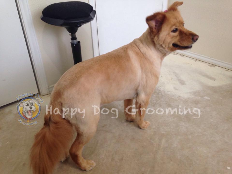 Solitario Himno ex Summer Grooming: To Shave or Not to Shave! - Happy Dog Pet Grooming
